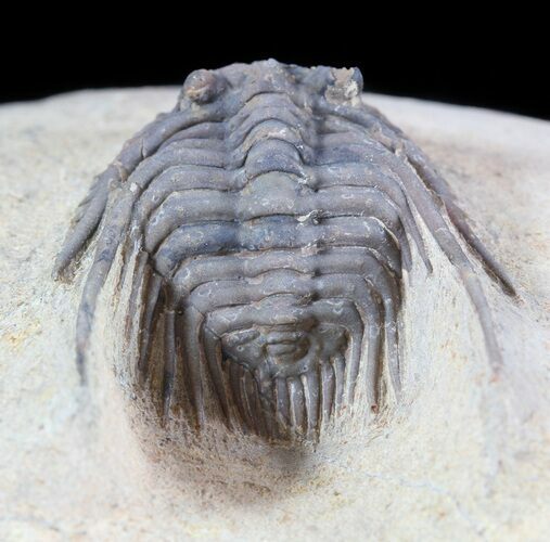 Spiny Leonaspis Trilobite - Foum Zguid, Morocco #49922